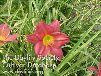 Daylily Double Oh Seven